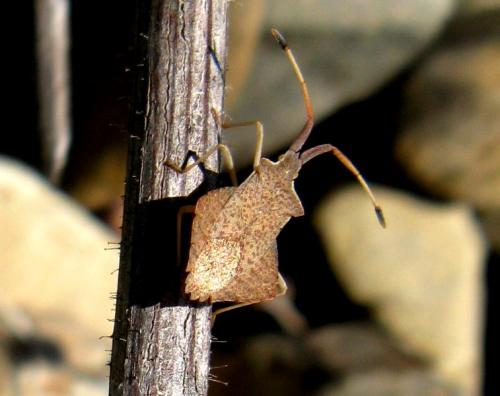 Réf. 29 550 : Syromastus rhombeus