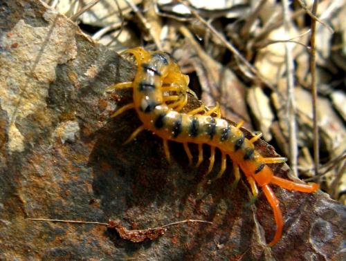 Réf. 29 715 : Scolopendra cingulata
