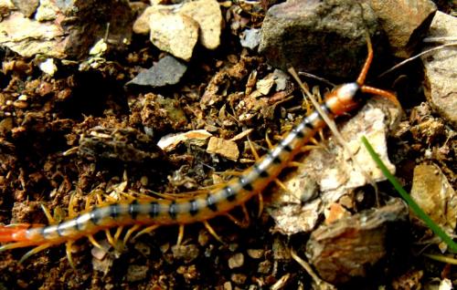 Réf. 29 716 : Scolopendra cingulata