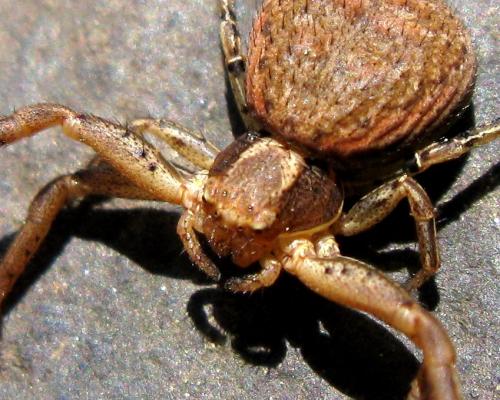 Xysticus sp.