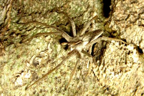 Pisaura mirabilis