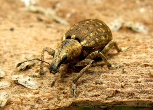 Réf. 29 823 : Liophloeus tessulatus