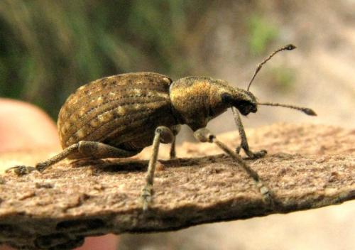 Réf. 29 824 : Liophloeus tessulatus
