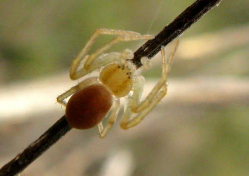 Philodromus rufus