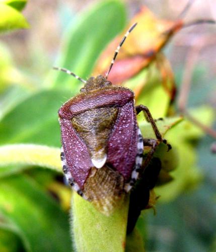 Dolycoris baccarum