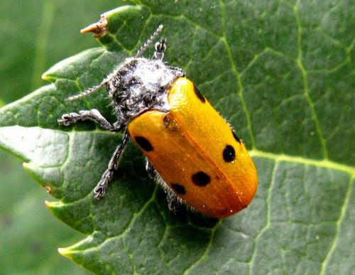 Lachnaia cylindrica