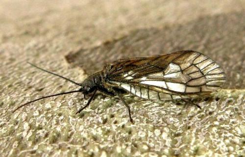 Sialis sp.