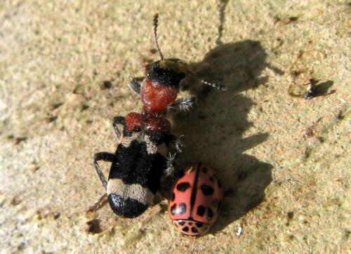 Réf. 29 338 : Thanasimus formicarius