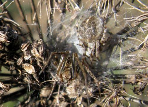 Agalenatea redii