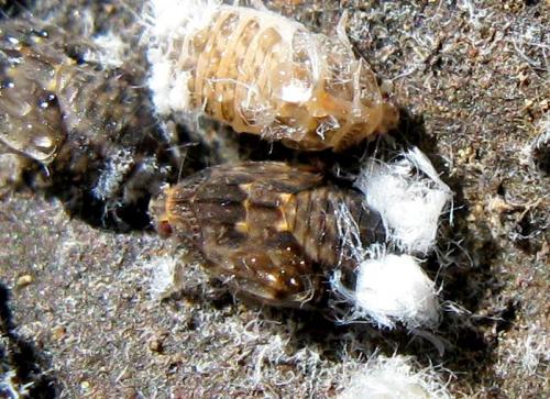 Réf. 29 367 : Cixidia sp.