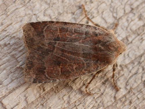 Conistra sp.