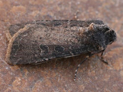 Peridroma saucia