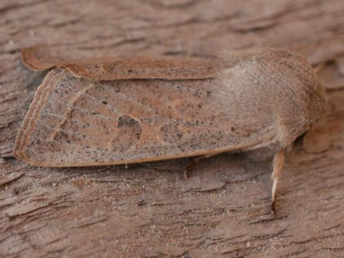Réf. 29 444 : Orthosia gracilis