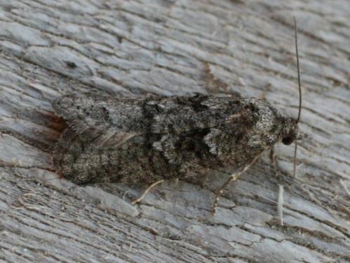 Réf. 29 737 : Cnephasia communana