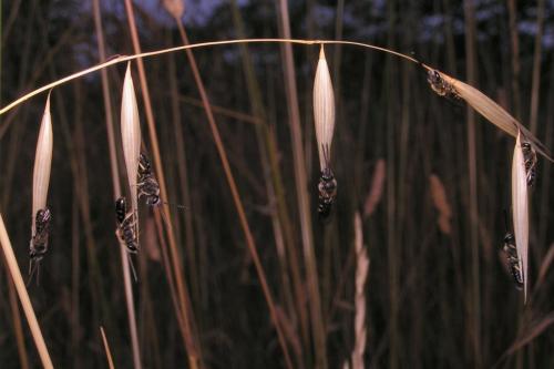 Lasioglossum sp.
