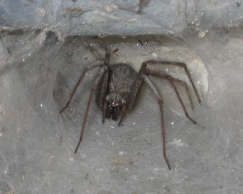 Tegenaria sp.