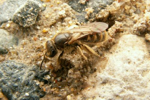 Lasioglossum sp.