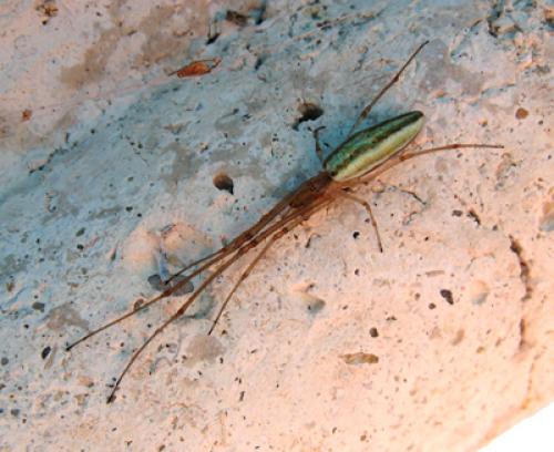 Tetragnatha sp.