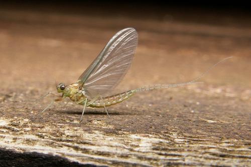 Cloeon sp.
