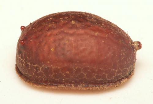 Réf. 29 283 : Microdon mutabilis