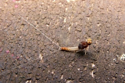 Cloeon dipterum