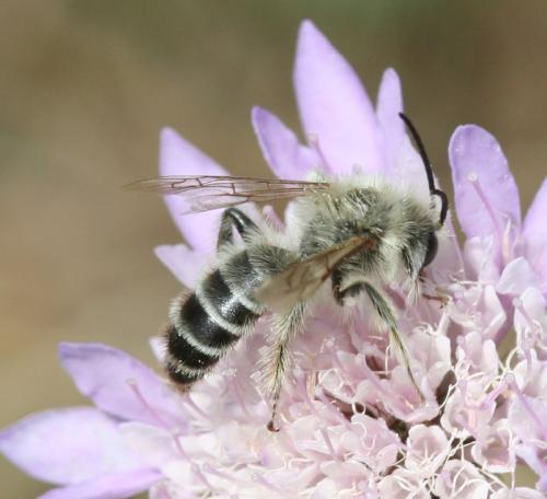 Dasypoda hirtipes