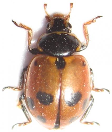 Hippodamia variegata