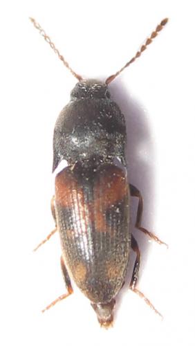 Drasterius bimaculatus