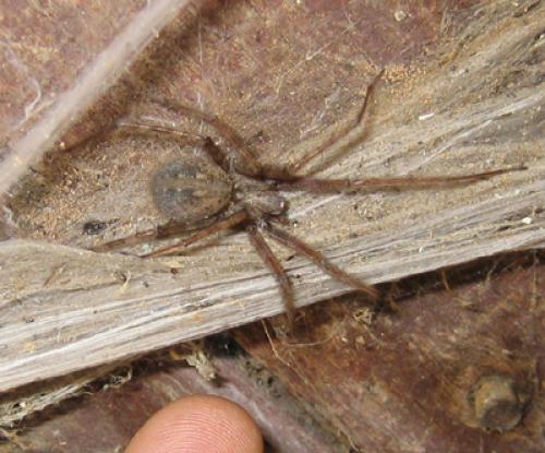 Tegenaria sp.