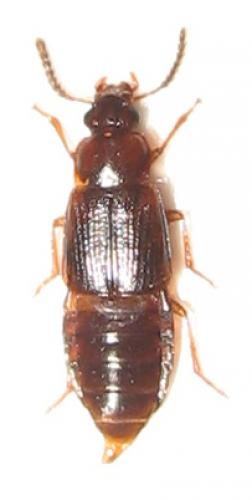 Réf. 29 681 : Phyllodrepoidea crenata