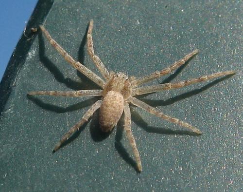 Philodromus sp.