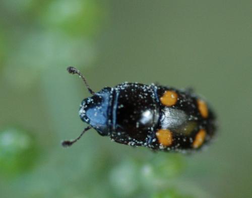 Réf. 29 770 : Glischrochilus hortensis