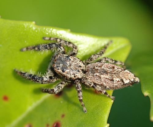 Réf. 29 483 : Marpissa muscosa