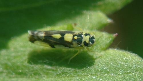 Réf. 29 429 : Eupteryx aurata