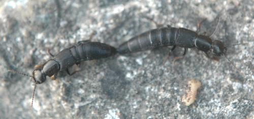 Tasgius sp.