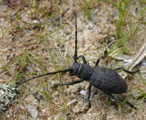 Morimus asper