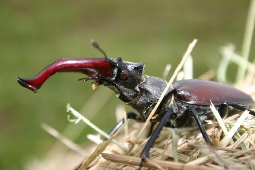 Réf. 29 354 : Lucanus cervus