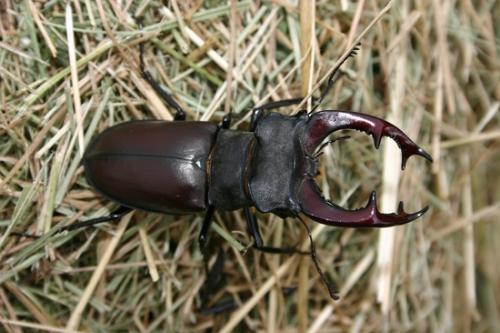 Réf. 29 355 : Lucanus cervus