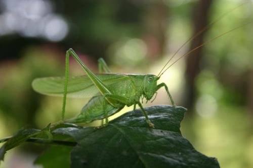 Tettigonia viridissima