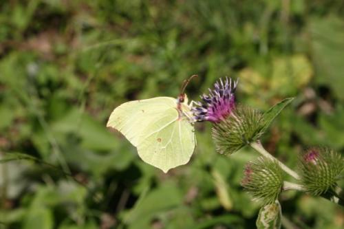 Gonepteryx rhamni
