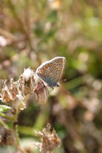 Polyommatus icarus