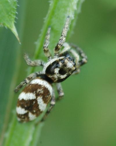 Salticus scenicus