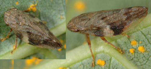 Aphrophora alni