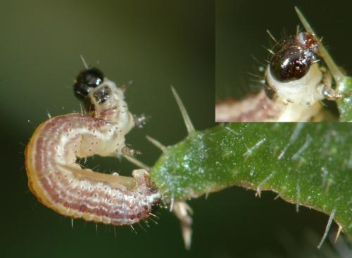 Réf. 29 810 : Perizoma alchemillata