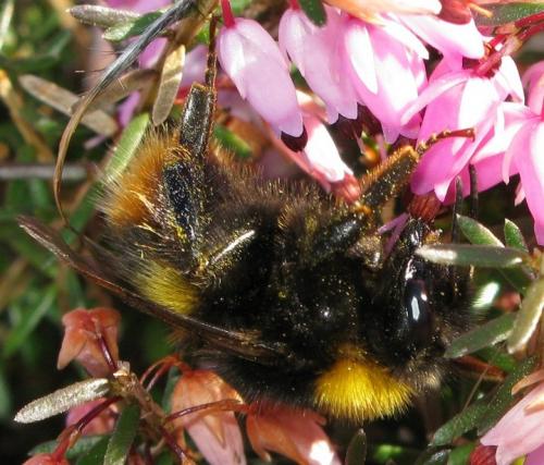 Réf. 29 168 : Bombus pratorum