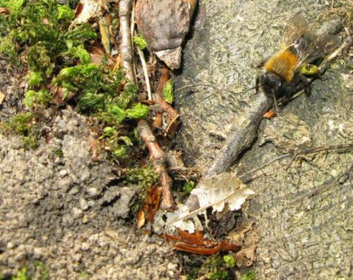 Réf. 29 145 : Andrena clarkella