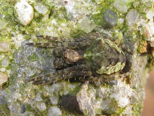 Réf. 29 759 : Gibbaranea gibbosa