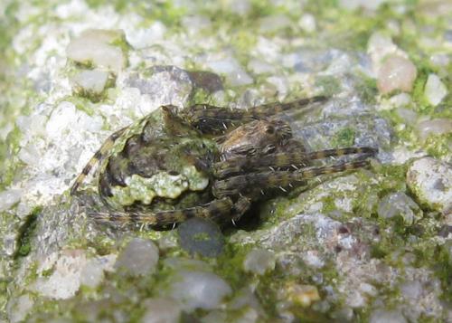 Réf. 29 760 : Gibbaranea gibbosa