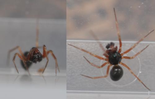 Erigone sp.