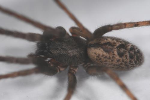 Segestria bavarica